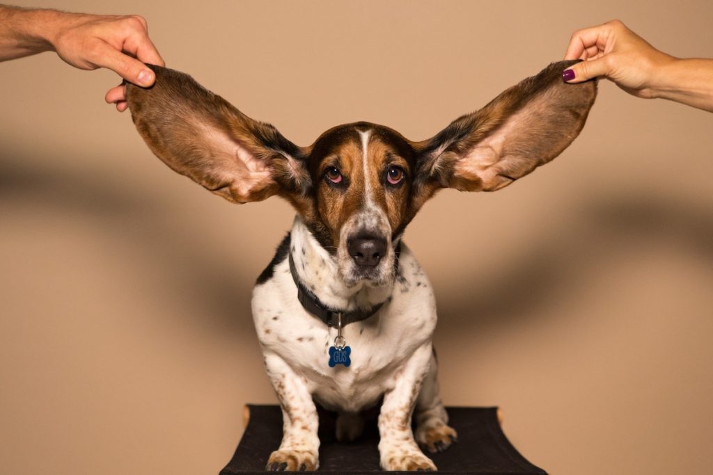 Basset houd - better listener