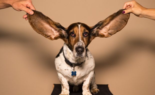 Basset houd - better listener