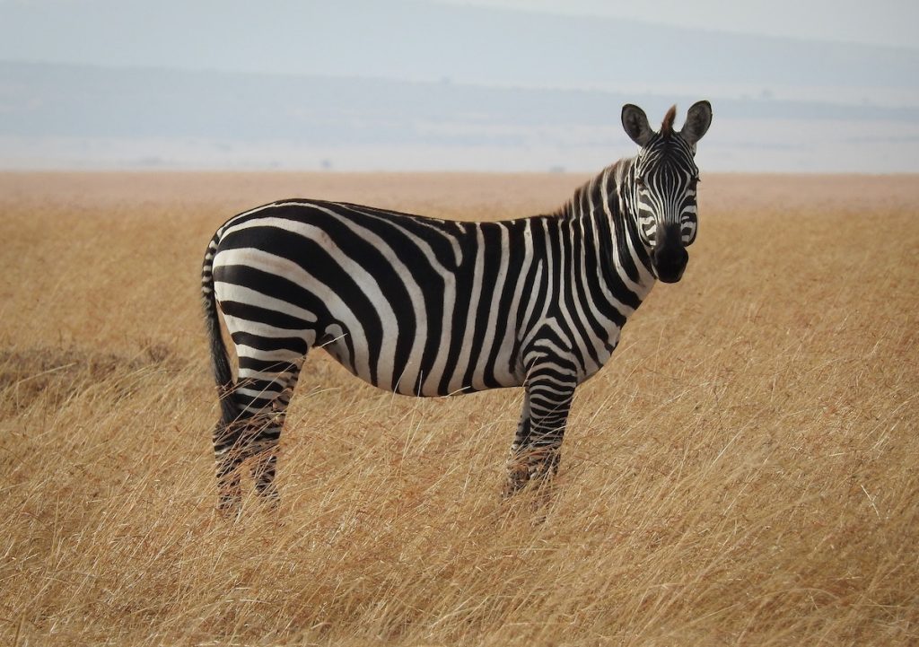 stress relief technique - the shaking zebra